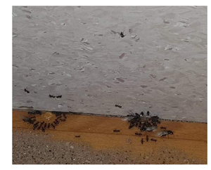 Black garden ants gathered along a skirting board and carpet edge