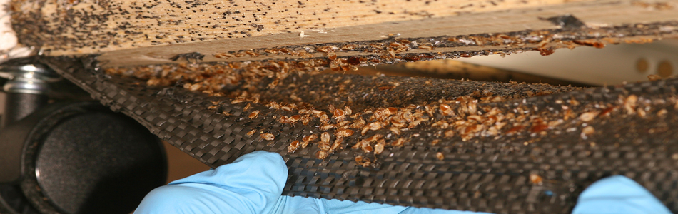Bed bugs clustered on the underside of a mattress being lifted by a gloved hand