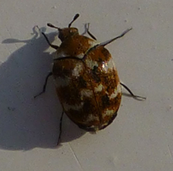 Carpet beetle used for identification