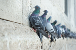 Pigeon used to illustrate pest bird proofing