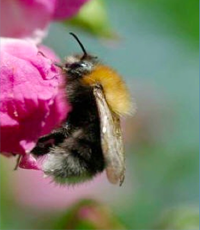 Tree bumblebee shown for identification