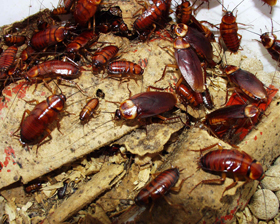 Cockroach shown for identification