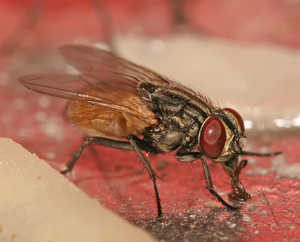 House fly shown for identification