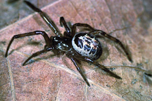 Spider shown for identification