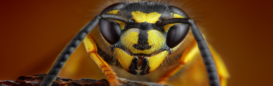 Close view of a wasp's face, showing yellow and black markings